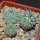 STROMBOCACTUS corregidorae VM 974, 6 cm pot, 3 pcs., SEEDLINGS