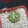 COPIAPOA andina armata II. GCG 20000, E of Punta Colorada,  5 cm pot, SEEDLING