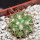 COPIAPOA andina armata II. GCG 20000, E of Punta Colorada,  5 cm pot, SEEDLING