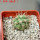 COPIAPOA andina armata II. GCG 20000, E of Punta Colorada,  5 cm pot, SEEDLING