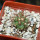 COPIAPOA andina armata II. GCG 20000, E of Punta Colorada,  5 cm pot, SEEDLING