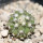 COPIAPOA columna - alba GCG 15329b, f. white spines ex Gerardo Snicer, 6,5 cm pot, seedling