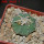 AZTEKIUM ritteri, 2,5 cm, 5 cm pot, SEEDLING