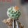 STROMBOCACTUS esperanzae var. nova long spines, SN 2014.0201, 5 cm pot, 2,2 cm SEEDLING