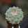 STROMBOCACTUS esperanzae var. nova long spines, SN 2014.0201, 5 cm pot, 2,2 cm SEEDLING
