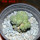 LOPHOPHORA alberto-vojtechii f. cristata, 8 cm pot, grafted