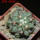 COPIAPOA  x C. scopulina GCG 15037, 5 cm pot, SEEDLING
