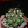 COPIAPOA  x C. scopulina GCG 15037, 5 cm pot, SEEDLING