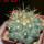 COPIAPOA  x C. scopulina GCG 15037, 5 cm pot, SEEDLING