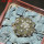 COPIAPOA columna - alba GCG 15329b, f. white spines ex Gerardo Snicer, 5 cm pot, seedling