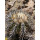 COPIAPOA echinoides f. aureo - armata GCG 16868, copyright Gerardo, illustrative photo