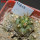 COPIAPOA echinoides f. aureo - armata GCG 16868, 5 cm pot, SEEDLING