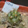 COPIAPOA echinoides f. aureo - armata GCG 16868, 5 cm pot, SEEDLING