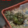 COPIAPOA echinoides f. aureo - armata GCG 16868, 5 cm pot, 2 pcs. SEEDLINGS