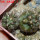 COPIAPOA echinoides f. aureo - armata GCG 16868, 5 cm pot, 2 pcs. SEEDLINGS