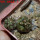 COPIAPOA echinoides f. aureo - armata GCG 16868, 5 cm pot, 2 pcs. SEEDLINGS