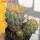 COPIAPOA gigantea PTT 30, 8 cm pot, 3 pcs. SEEDLINGS