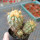 COPIAPOA gigantea PTT 30, 8 cm pot, 3 pcs. SEEDLINGS