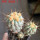 COPIAPOA gigantea PTT 30, 8 cm pot, 3 pcs. SEEDLINGS