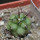 COPIAPOA cinerea var. horrida GCG 16793, 5 cm pot, SEEDLING