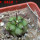 COPIAPOA cinerea var. horrida GCG 16793, 5 cm pot, SEEDLING