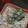 COPIAPOA cinerea var. horrida GCG 16793, 5 cm pot, 2 pcs. SEEDLINGS