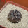 COPIAPOA griseoviolacea GCG 15033, Ruta 532, mountain form, 5 cm pot, SEEDLING
