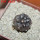 COPIAPOA griseoviolacea GCG 15033, Ruta 532, mountain form, 5 cm pot, SEEDLING