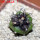 COPIAPOA griseoviolacea GCG 15033, Ruta 532, mountain form, 5 cm pot, SEEDLING