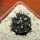 COPIAPOA griseoviolacea GCG 15033, Ruta 532, mountain form, 5 cm pot, SEEDLING