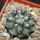 COPIAPOA columna - alba GCG 15015,  L35 entronque 2., 5 cm pot, SEEDLING 