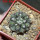 COPIAPOA columna - alba GCG 15015,  L35 entronque 2., 5 cm pot, SEEDLING 