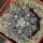 COPIAPOA columna - alba GCG 15015, L35 entronque 2., 5 cm pot, SEEDLING