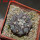 COPIAPOA columna - alba GCG 15015, L35 entronque 2., 5 cm pot, SEEDLING