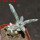 ASTROPHYTUM caput-medusae x ASTROPHYTUM myriostigma cv. Onzuko, F1, 6 cm pot, grafted 