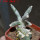 ASTROPHYTUM caput-medusae x ASTROPHYTUM myriostigma cv. Onzuko, F1, 6 cm pot, grafted 