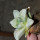 ARIOCARPUS retusus x fissuratus f. varigata F2 ex Pavlík, 7 cm pot, SEEDLING