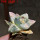 ARIOCARPUS retusus x fissuratus f. varigata F2 ex Pavlík, 7 cm pot, SEEDLING