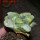ARIOCARPUS retusus x fissuratus f. varigata F2 ex Pavlík, 7 cm pot, SEEDLING