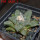 ARIOCARPUS fissuratus, 7 cm pot, SEEDLING 