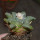 ARIOCARPUS fissuratus, 7 cm pot, SEEDLING 