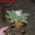 ARIOCARPUS fissuratus, 7 cm pot, SEEDLING 