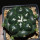 CORYPHANTHA elephantides cv. Tanshi Zougemaru f. inermis, illustrative photo