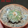 AZTEKIUM ritteri, 2,3 cm, 5 cm pot, SEEDLING