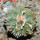 AZTEKIUM ritteri, 2,3 cm, 5 cm pot, SEEDLING