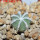 AZTEKIUM hintonii var. minor GCG 13116, 5 cm pot, SEEDLING