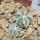AZTEKIUM hintonii var. minor GCG 13116, 5 cm pot, 2 pcs. SEEDLINGS