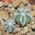 AZTEKIUM hintonii var. minor GCG 13116, 5 cm pot, 2 pcs. SEEDLINGS