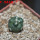 CORYPHANTHA elephantides cv. Tanshi Zougemaru f. inermis, 5 cm pot, rooted offset