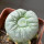 LOPHOPHORA alberto-vojtechii f. cristata, 6 cm pot, grafted